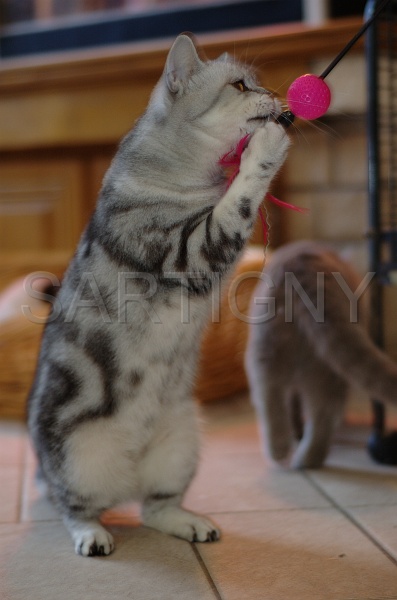 BRITISH SHORTHAIR 058.jpg